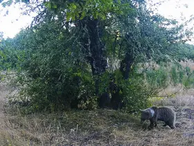 Kastamonu’da yaban hayatı fotokapanlarla görüntülendi

