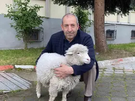 Kavak Adliyesi’nin sevimli maskotu: Kuzu Tertip
