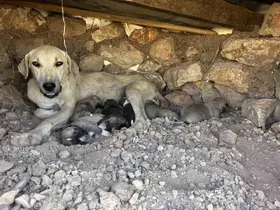 Kayaların arasında sıkışan yavru köpekleri duyarlı vatandaş kurtardı
