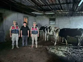 Kayıp büyükbaş hayvanlar jandarma ekiplerince bulundu

