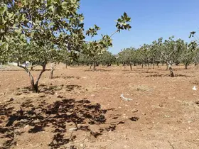 Kayıp kadın bahçede ölü bulundu

