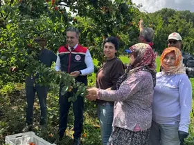 Kayısı bahçelerinde hasat başladı
