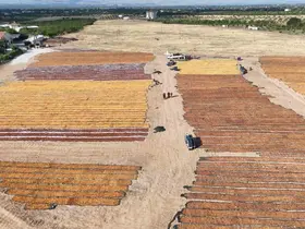 Kayısının kurutulma yolculuğu havadan görüntülendi
