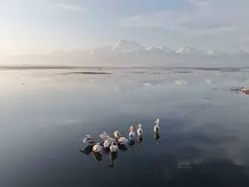 Kayseri’nin ilk pelikanları geldi
