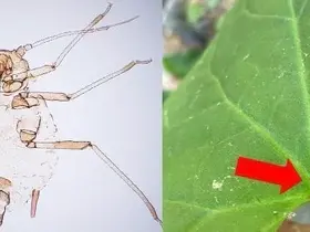 Kaz Dağları’nda yeni bir böcek türü keşfedildi
