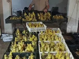 Kaz yetiştiriciliğinde Samsun modeli: Hedef üretimden ihracata uzanan zincir
