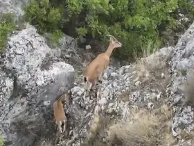 Kazankaya Kanyonu’nda  yaban keçileri ve yavruları dronla görüntülendi
