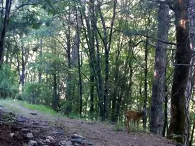 Kazdağları Milli Parkı’nda, Karaca fotokapana yakalandı
