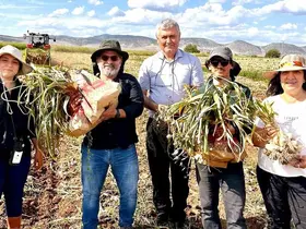 KBÜ, sarımsakta Fusarium hastalıklarına karşı bilimsel çözüm geliştirdi
