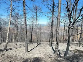 KBÜ’den yangın sonrası ormanların ekonomik ve ekolojik kaybına bilimsel çözüm
