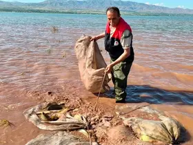 Keban baraj gölü’nde 700 kilogram canlı sazan kurtarıldı
