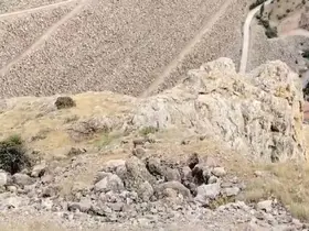 Keban’da dağ keçileri sürü halinde görüldü
