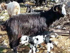 Keçiyi meraya, çobanı yaylaya döndürecek 13 öneri
