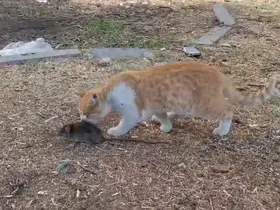 Kedi ile farenin dostluğu şaşırttı
