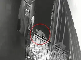 Kedi, köpek sandığı terlik hırsızı tilki çıktı