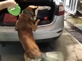 Kedi taşıma çantasında 2 kilo uyuşturucu ele geçirildi
