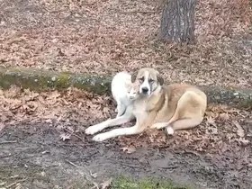 Kedi ve köpeğin dostluğu yüzleri güldürdü
