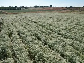 Kekiğin ambarında ilk orak vuruldu
