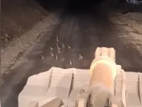 Keklik yavrularını fark edince çalışmasını durdurdu

