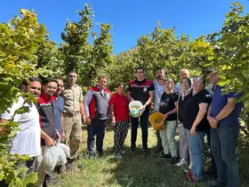 Kemah’ta nadir üretim: Fındık hasadı yapıldı

