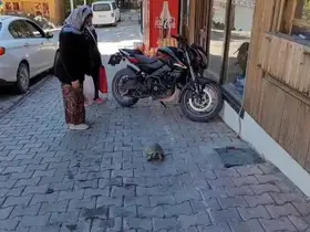 Kemaliye sokaklarında dolaşan kaplumbağa ilgi odağı oldu

