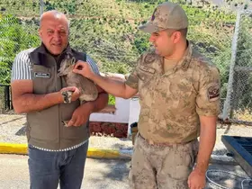 Kemaliye’de bitkin halde bulunan yavru dağ keçisi koruma altına alındı
