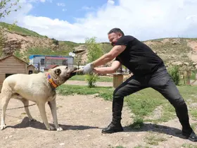 Kemiği kraker gibi yediler
