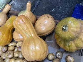 Kendisi ayrı, çekirdeği ayrı şifa kaynağı
