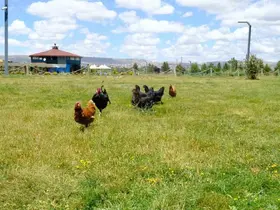Keneyle mücadelede gezici tavuk kümesi uygulaması
