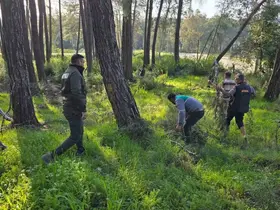 Kesilen basralı dallar arıcılar için ormana bırakıldı
