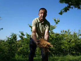 Kestane çiçeklerinde hasat başladı: Antioksidan deposu çay oluyor
