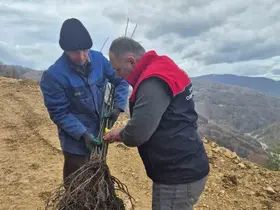 Kestane üretimi arttırılacak
