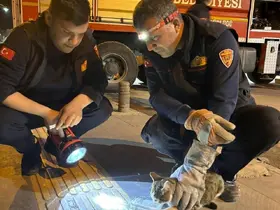 Kilis’te 3 gündür ağaçta mahsur kalan kedi kurtarıldı
