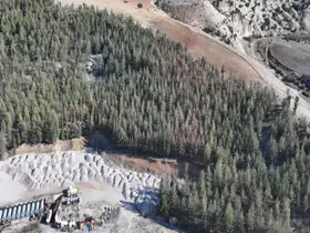 Kilis’te Akdeniz çam kabuk böceğine karşı biyoteknik mücadele
