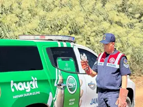 Kilis’te yaralı ak çaylak kuşu bulundu
