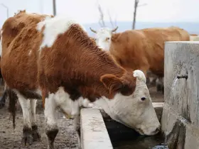 Kırıkkale’de şap hastalığı sebebiyle hayvan pazarı kapatıldı
