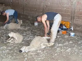 Kırkımcıların yaz sezonunda gelirleri genel müdür maaşını aratmıyor
