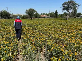 Kırklareli’nde aspir demonstrasyon alanlarında saha kontrolleri yapıldı
