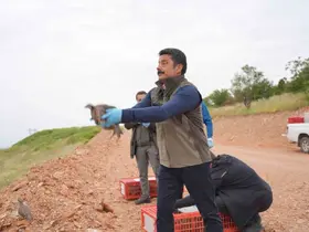 Kırşehir’de doğaya 900 kınalı keklik salındı

