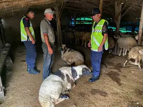 Kırşehir’de kayıp küçükbaş hayvanlar bulundu
