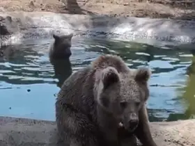 Kış uykusundan önce son banyo
