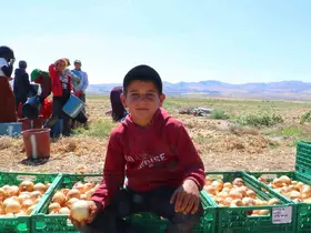 Kışlık soğanın ilk hasadı başladı

