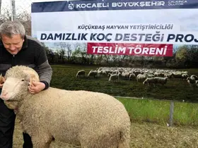 Kocaeli’de hayvancılığa "damızlık" dopingi
