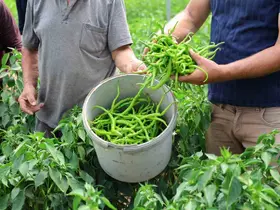 Kocaeli’de yüzde 50 hibe destekli modern seralarda ilk hasat başladı
