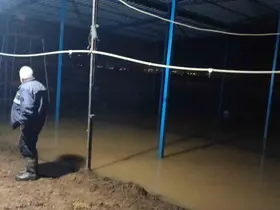 Koçarlı’da su baskını sonrası hayvan tahliyesi sürüyor
