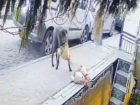 Kokina hırsızı sevimli köpek kameraya yakalandı
