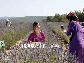 Koku Vadisi’nde Lavanta hasadı başlıyor
