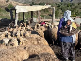 Konargöçer ailelerin ömrü yaylalarda geçiyor

