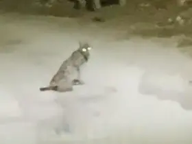 Konya’da vaşak görüntülendi