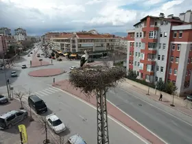 Konya'nın leylekleri direkteki yuvalarına geldi